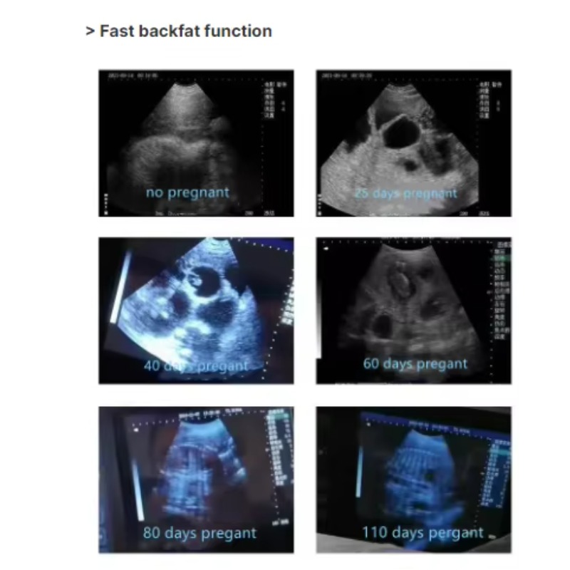 Veterinary Ultrasound Scanner Portable - เครื่องสแกนอัลตราซาวด์ไร้สายแบบพกพาสำหรับสัตวแพทย์ ใช้ในคลินิกสัตว์ พร้อมฟังก์ชันวินิจฉัยและฉีดยา
