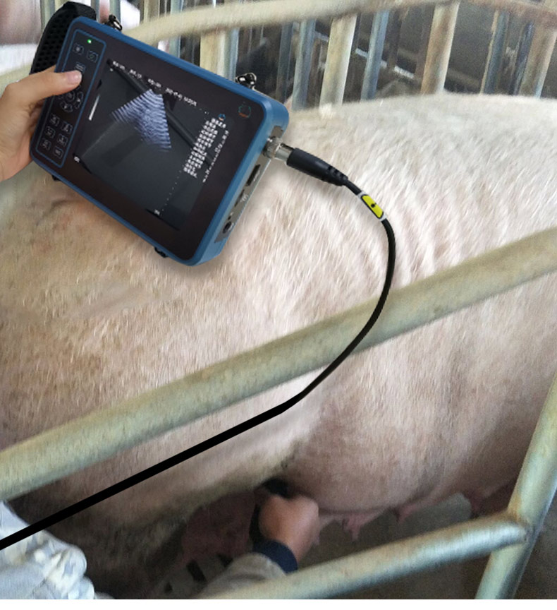 5.6 นิ้วปศุสัตว์แบบพกพา Veteri - Livestock Ultrasound Pregnancy บทวิจารณ์และราคา