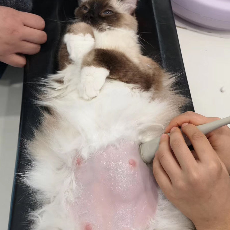 ขนาดเล็กขนาดสัตว์ Xray เครื่อง - Veterinary X Ray Machine บทวิจารณ์และราคา