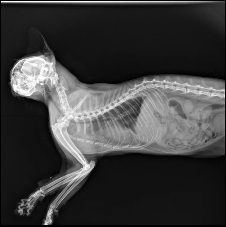 เครื่องเอกซเรย์ดิจิตอลสำหรับสั - Veterinary X Ray Machine บทวิจารณ์และราคา